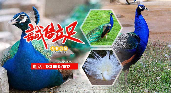 無縫鋼管價(jià)錢穩(wěn)中偏弱款式未變 無縫鋼管價(jià)錢穩(wěn)中偏弱款式未變